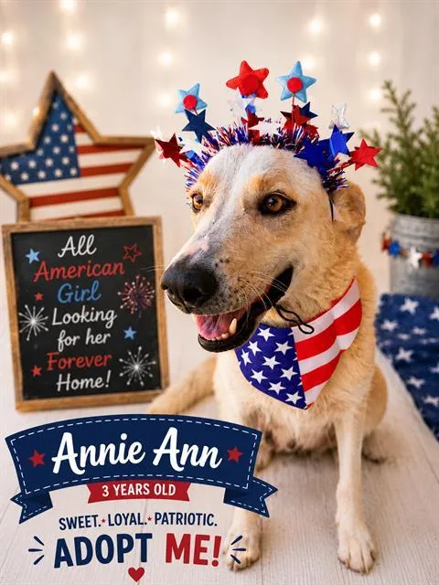 An adult medium-sized female Shepherd dog named Annieann for adoption in Bakersfield, CA