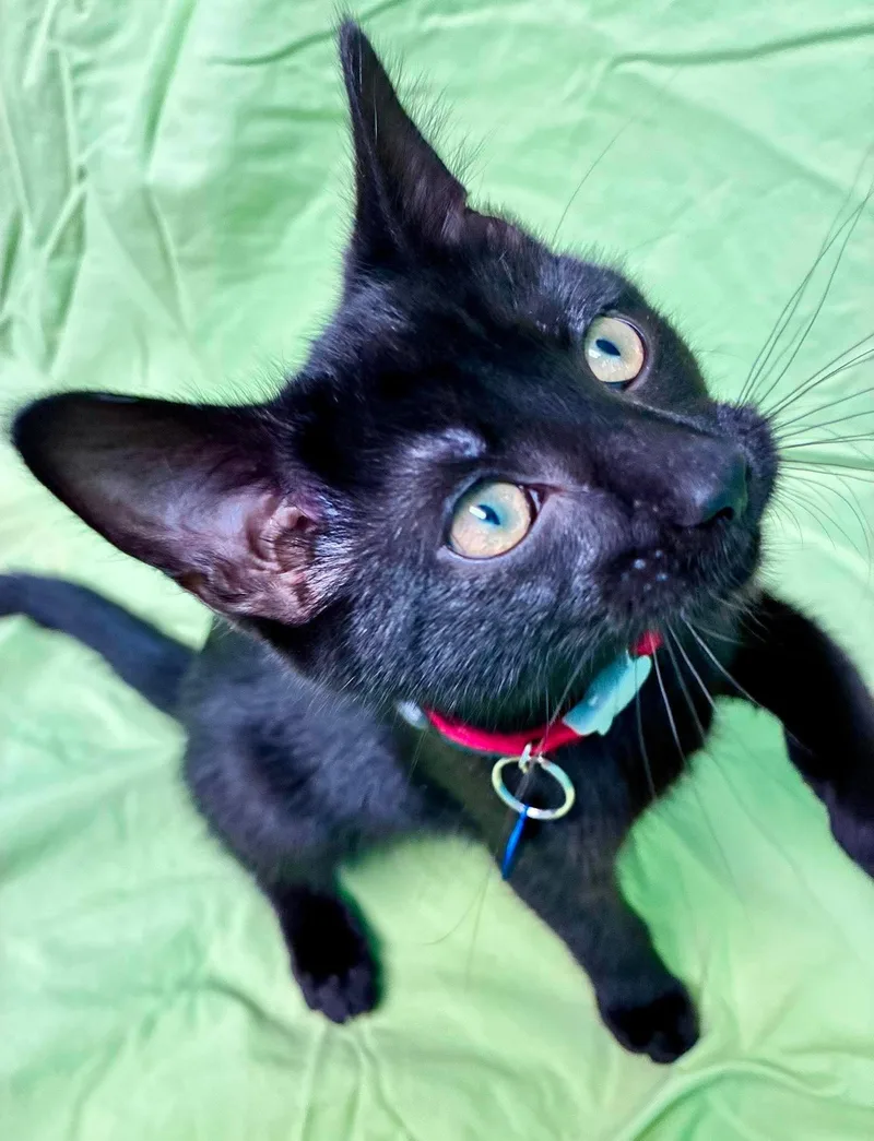 A baby medium-sized male Black Domestic Short Hair cat named Turnip for adoption in Alexandria, MN