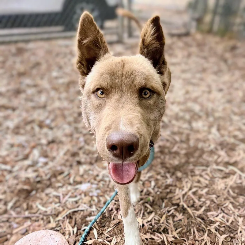 A baby large-sized female Mixed Breed dog named Tala for adoption in Oakland, CA