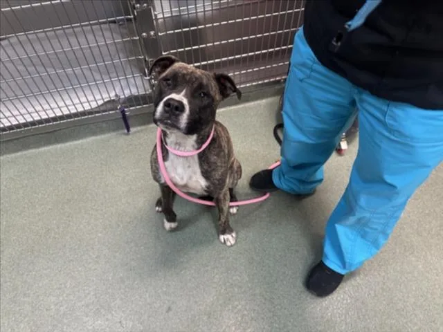 A young large-sized female Mixed Breed dog named Cami for adoption in Santa Fe, NM