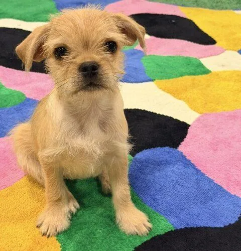 A baby small-sized female Yellow / Tan / Blond / Fawn Pug dog named Yukon for adoption in Henderson, NV