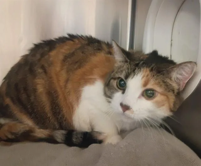 An adult large-sized female Domestic Short Hair cat named Lilly for adoption in Castaic, CA