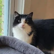 Phoebe thumbnail 3