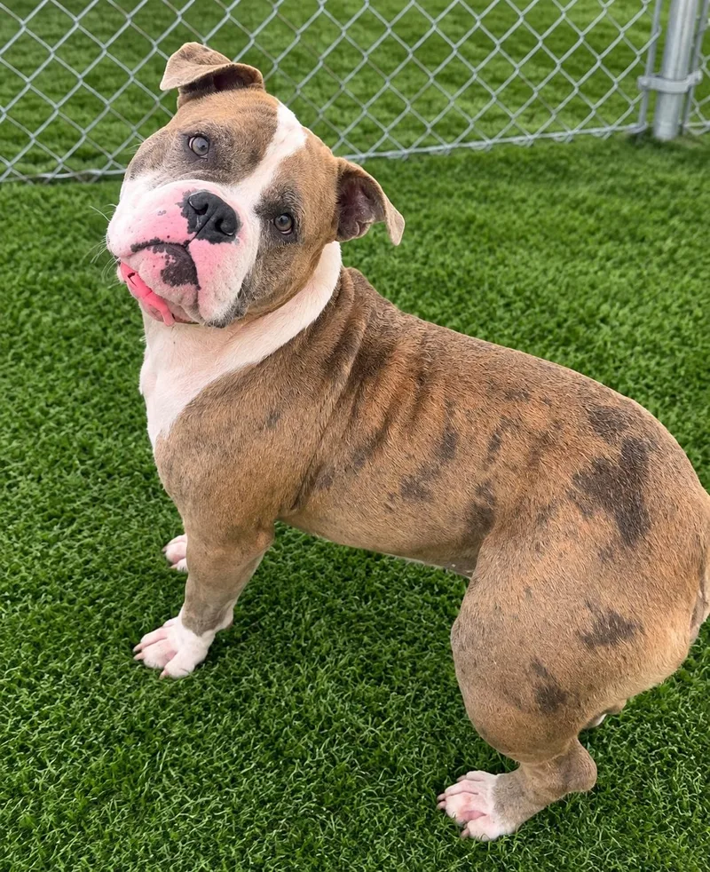 An adult medium-sized female American Bulldog dog named Bubbles for adoption in Joliet, IL