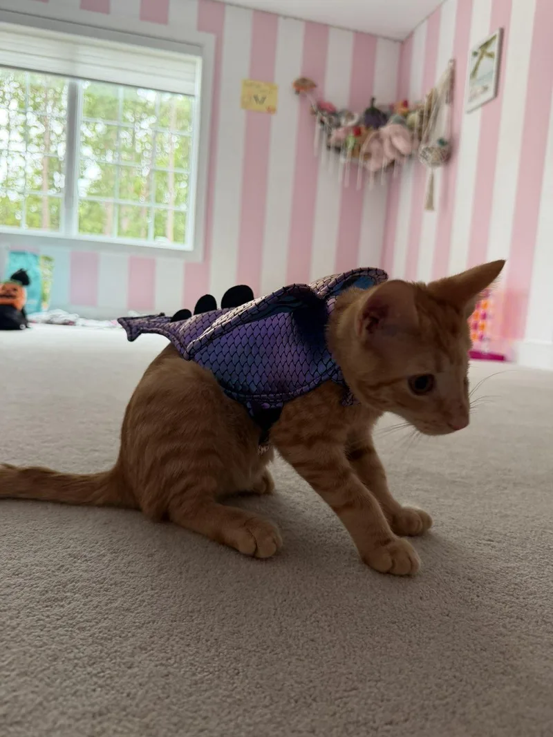 A young medium-sized male Orange / Red Domestic Short Hair cat named Fireball for adoption in Sicklerville , NJ