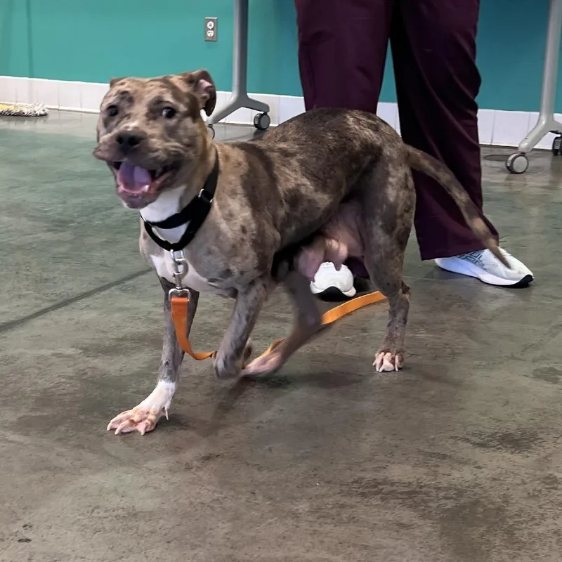 An adult medium-sized female Gray / Blue / Silver Mixed Breed dog named Orzo for adoption in Pittsburgh, PA