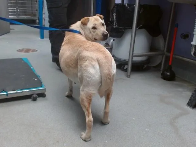 An adult medium-sized female Shar-Pei dog named Butter for adoption in Albuquerque, NM