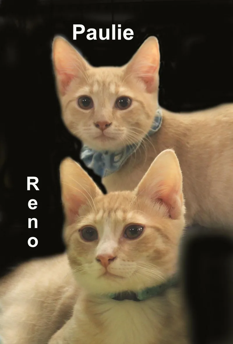 A baby medium-sized male Tabby (Orange / Red) Domestic Short Hair cat named Paulie And Reno Newm. for adoption in Stowe, PA