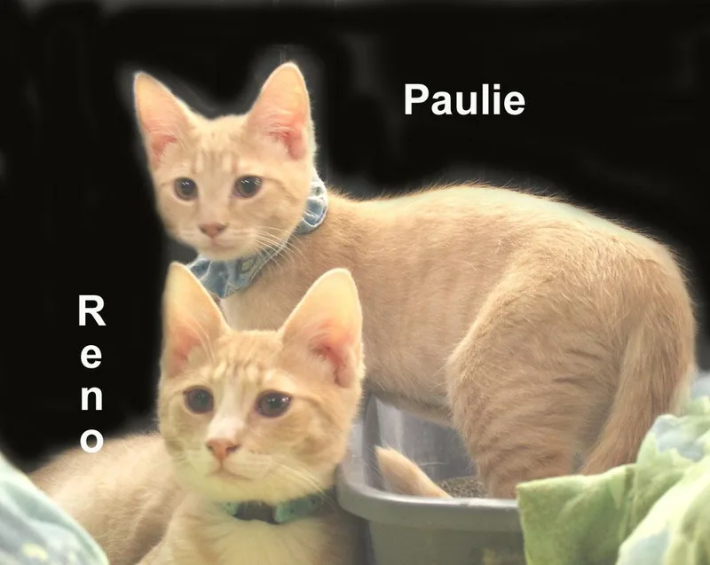 Paulie And Reno Newm. thumbnail 2