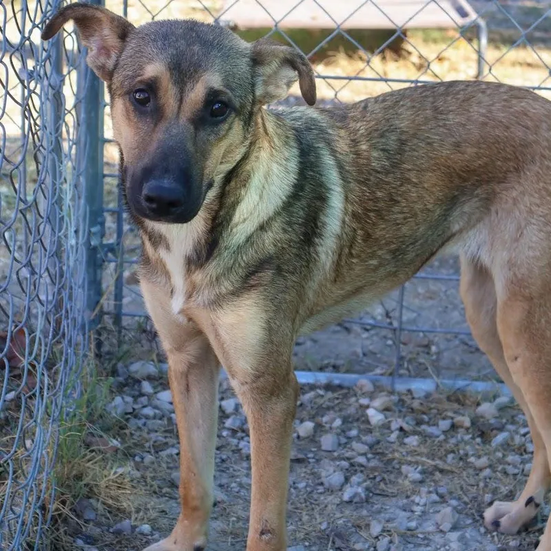 A young medium-sized female Yellow / Tan / Blond / Fawn Shepherd dog named Wolfie for adoption in Hollister, MO