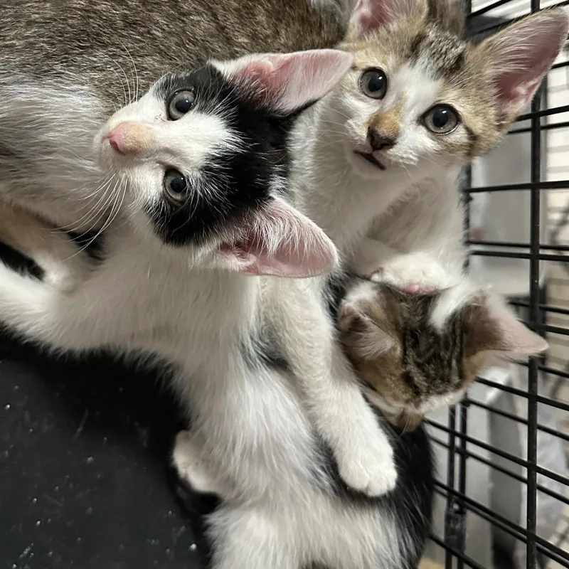 Leviathon thumbnail 2