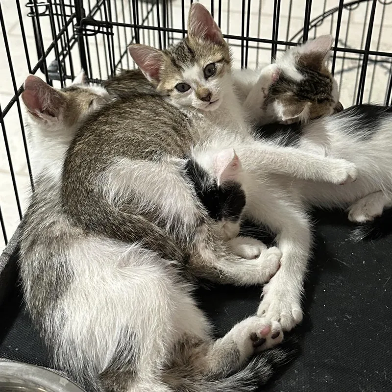 Leviathon thumbnail 3