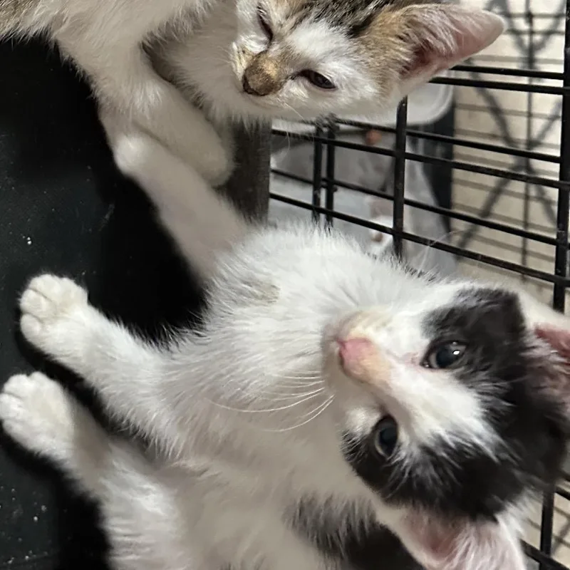 Leviathon thumbnail 4