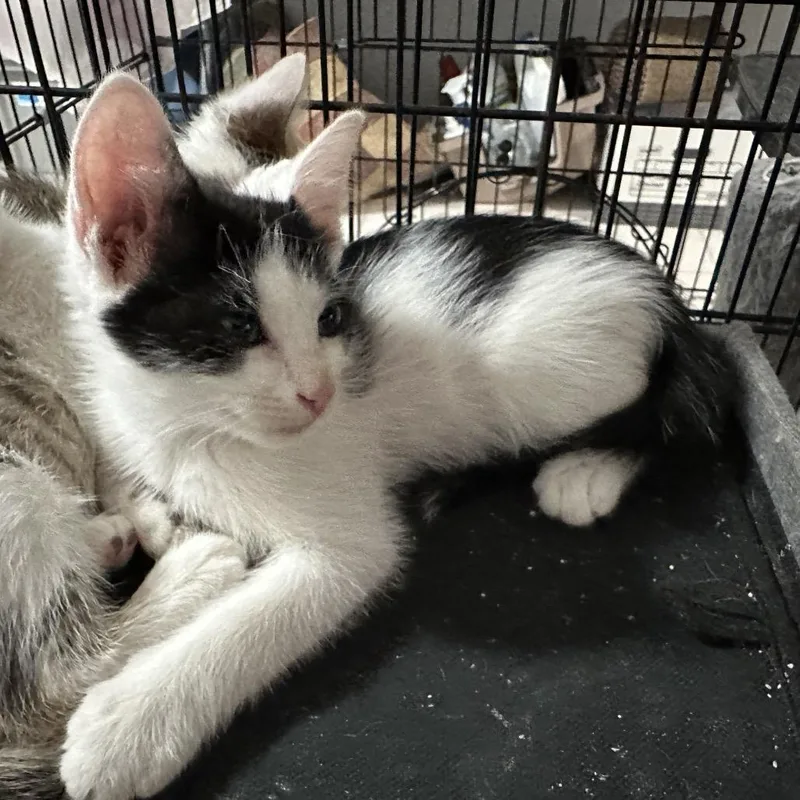 Leviathon thumbnail 5