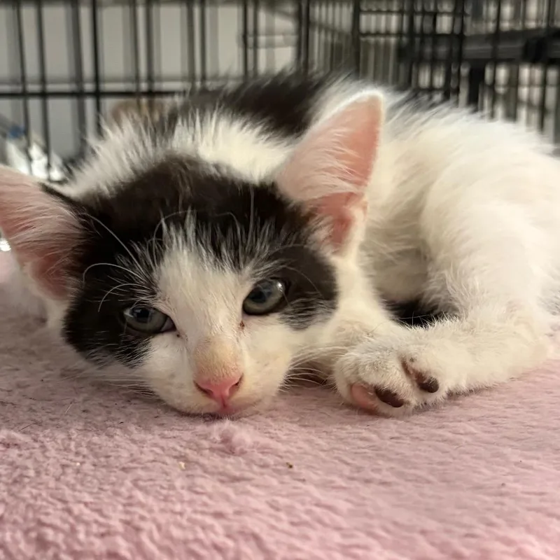 Leviathon thumbnail 6