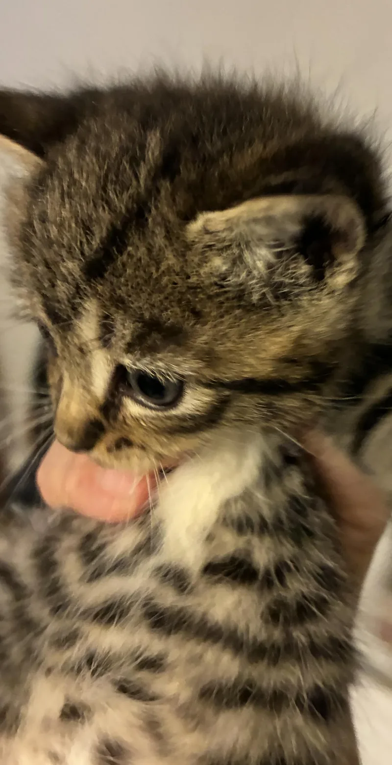 A baby medium-sized male Tabby (Brown / Chocolate) Domestic Short Hair cat named Zane for adoption in East Brunswick, NJ
