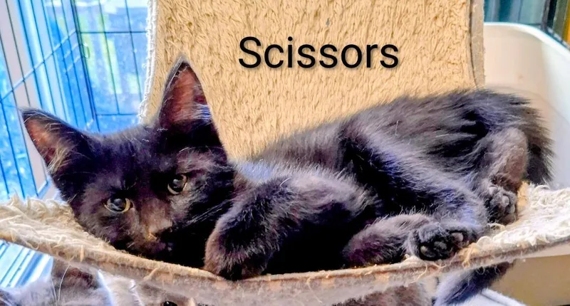 A baby medium-sized male Black Domestic Short Hair cat named Scissors for adoption in Binghamton, NY