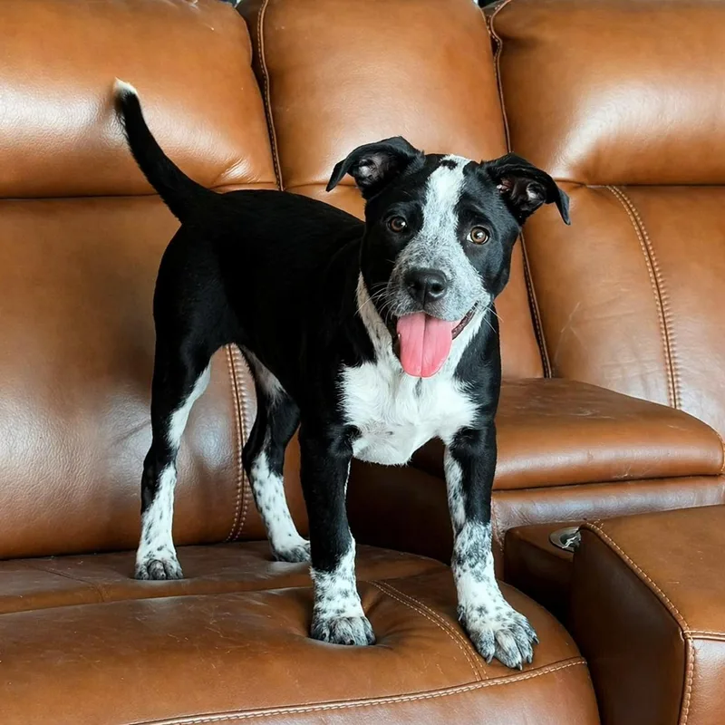 A baby medium-sized female Black Labrador Retriever dog named Halo for adoption in San Antonio, TX