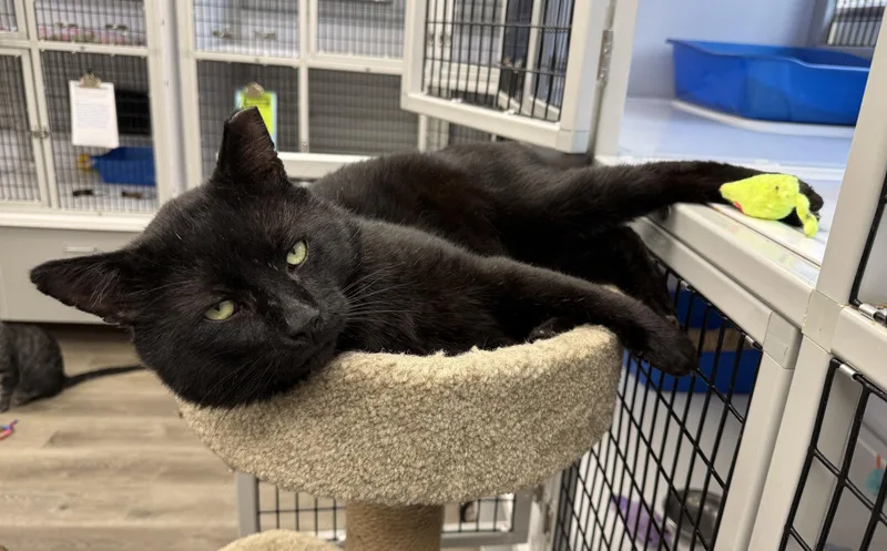 An adult large-sized male Domestic Short Hair cat named LOCAL CAT Onyx for adoption in Clayville, RI