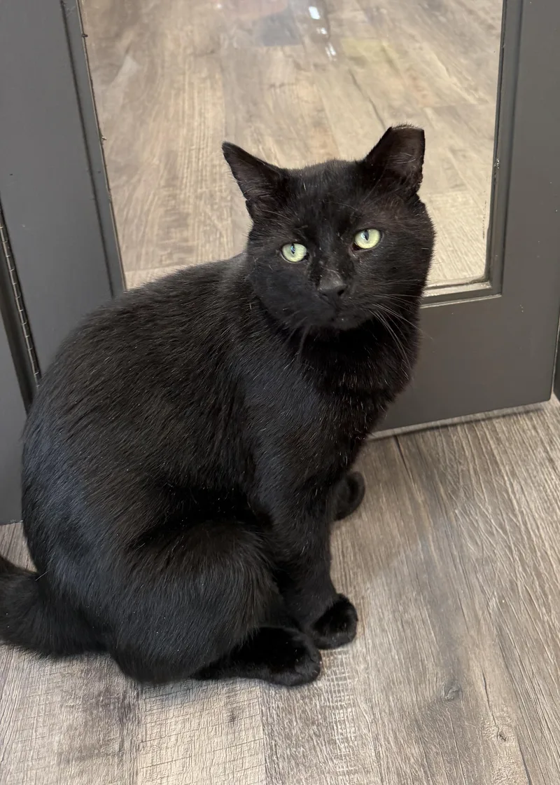 LOCAL CAT  Onyx thumbnail 3