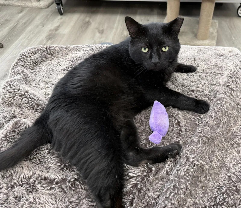 LOCAL CAT  Onyx thumbnail 4