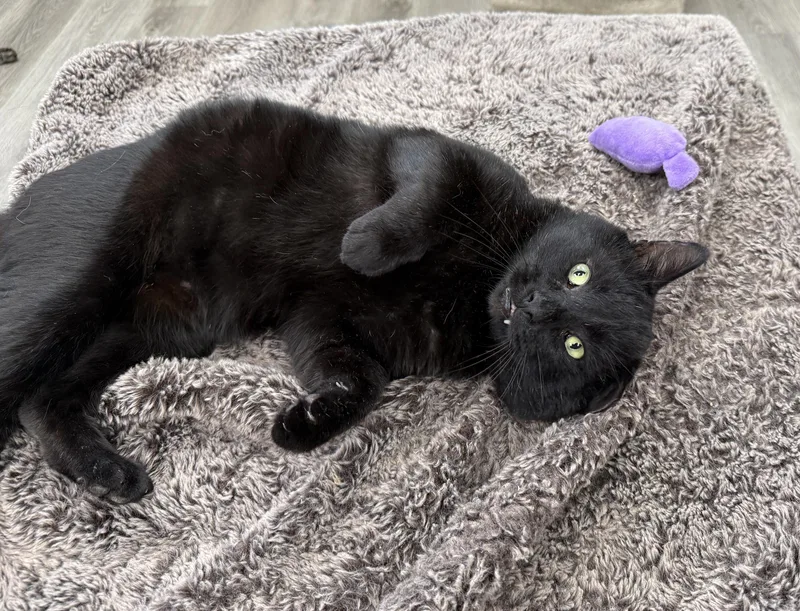 LOCAL CAT  Onyx thumbnail 5