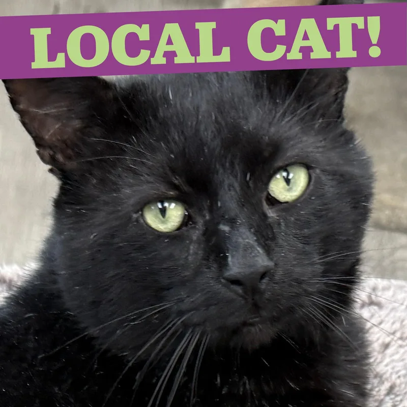 LOCAL CAT  Onyx thumbnail 6