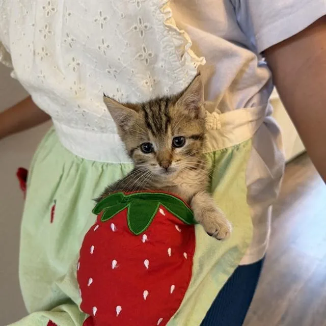 A baby small-sized female Domestic Short Hair cat named Lana for adoption in Auburn, CA