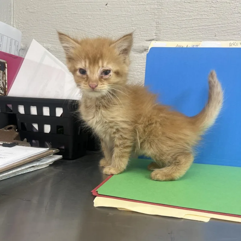A baby small-sized male Orange / Red Domestic Short Hair cat named Buzz for adoption in Clanton, AL