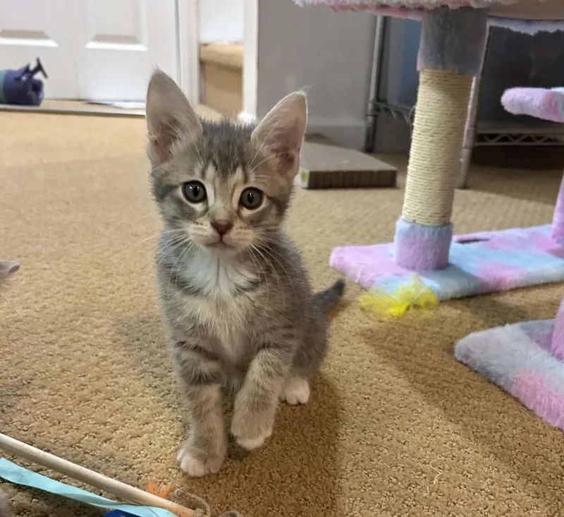 A baby medium-sized male Gray / Blue / Silver Domestic Short Hair cat named Perrin for adoption in Sedalia, CO