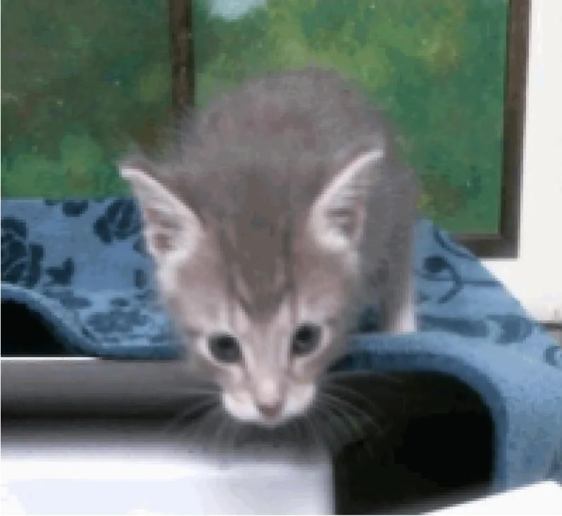 Perrin thumbnail 3