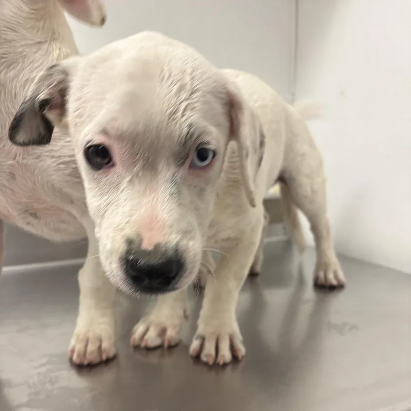 A baby small-sized female White / Cream Pit Bull Terrier dog named Octavia for adoption in Henderson, NV