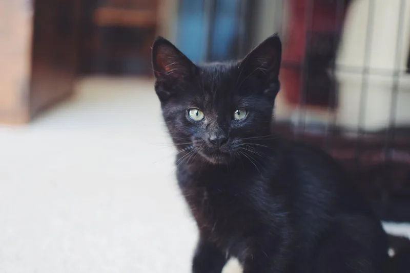 A baby small-sized male Black Domestic Short Hair cat named Legend for adoption in Walnut Creek, CA