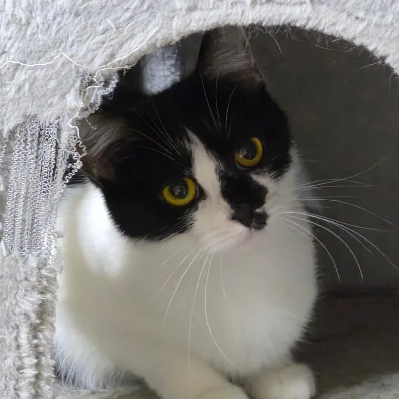 A young small-sized female Black Domestic Short Hair cat named Violet for adoption in Richmond, KY