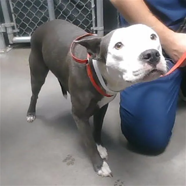 A young large-sized female Pit Bull Terrier dog named Vanessa for adoption in Phoenix, AZ