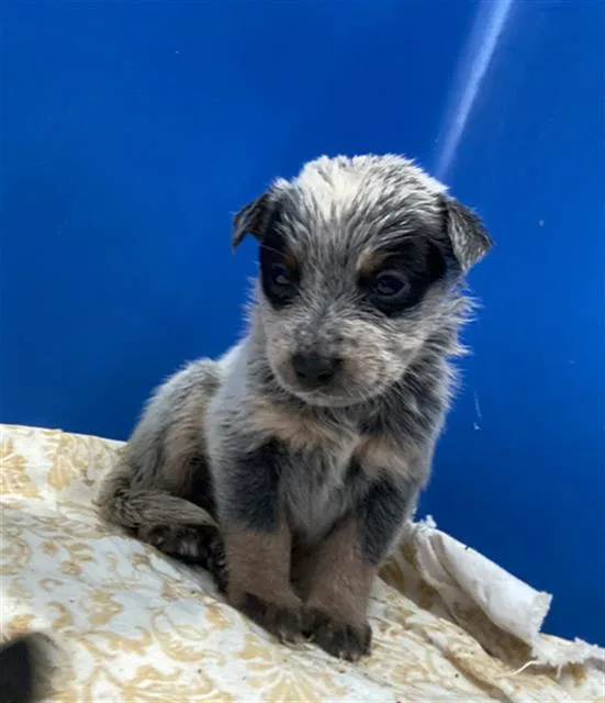 A baby large-sized female Mixed Breed dog named Batman for adoption in Dallas, TX