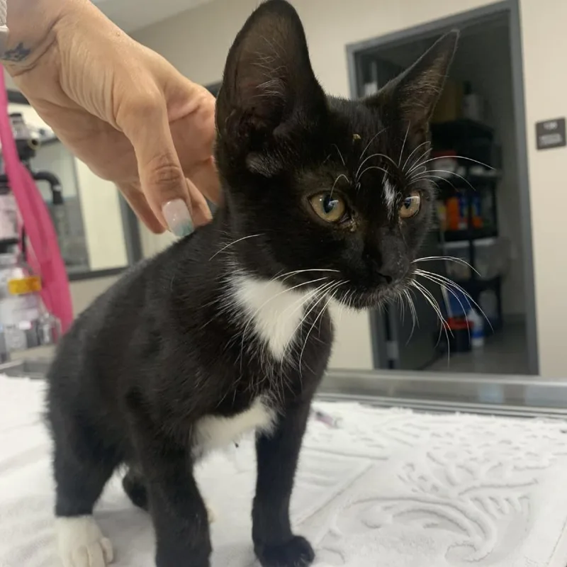 A baby small-sized male Black Domestic Short Hair cat named Nurse Ratchet for adoption in Morganton, NC