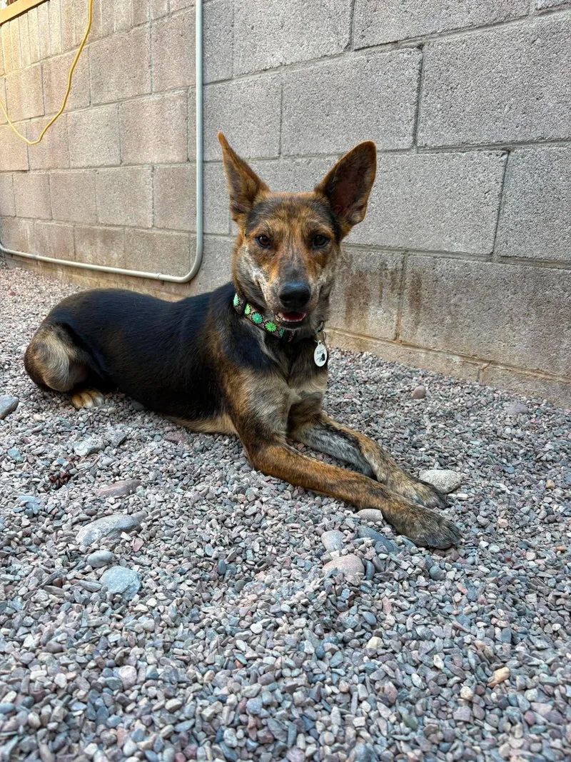 A young medium-sized female Brindle Shepherd dog named Safari for adoption in Phoenix, AZ