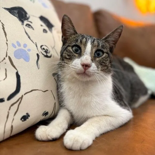 An adult medium-sized male Tabby (Brown / Chocolate) Tabby cat named Noodles Newman for adoption in Friendswood, TX