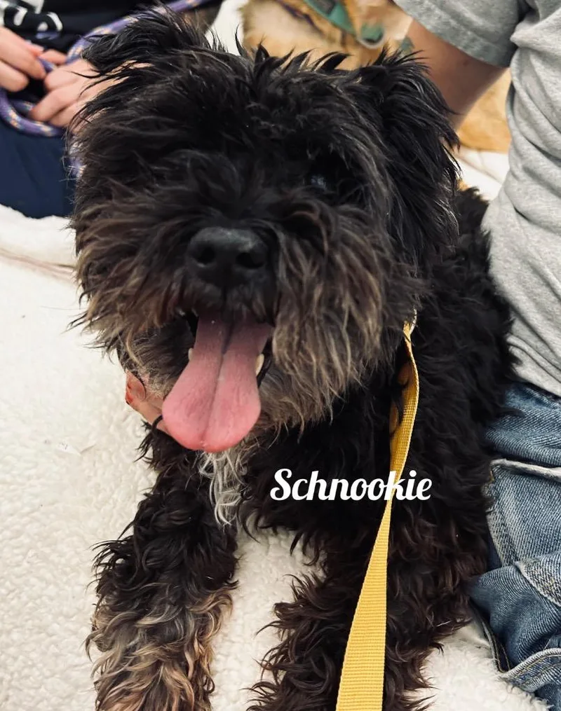 A senior small-sized female Schnauzer dog named Schnookie for adoption in Jacksonville, IL