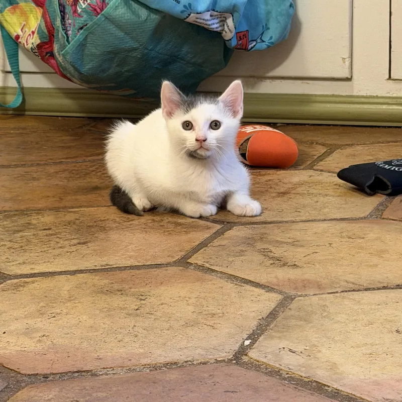 A baby medium-sized male Domestic Short Hair cat named Twist for adoption in Baytown, TX