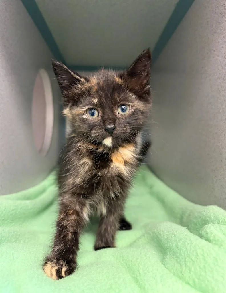 A baby small-sized female Domestic Short Hair cat named Princess Von Pounce for adoption in Liverpool, NY