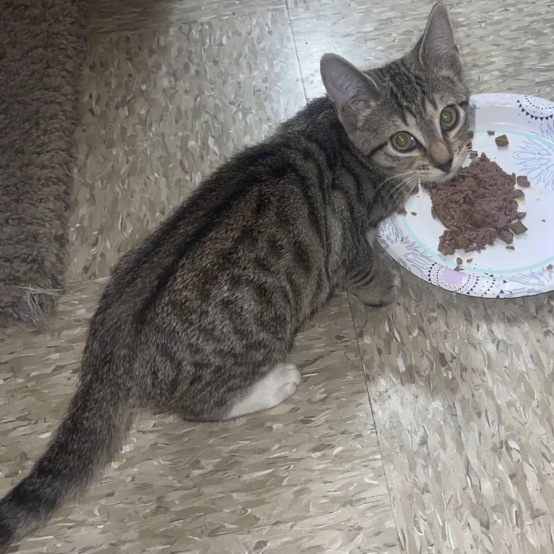 A baby medium-sized female Tabby (Buff / Tan / Fawn) Domestic Short Hair cat named Emily for adoption in Arlington, TX