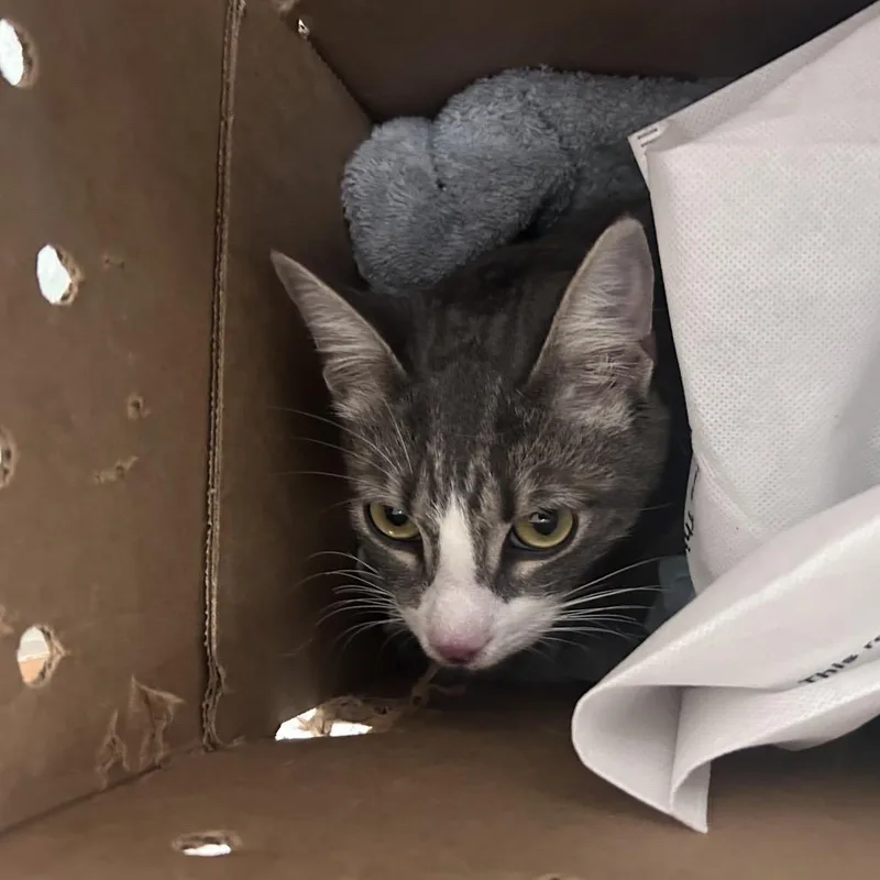 A young medium-sized male Gray / Blue / Silver Domestic Short Hair cat named Sterling for adoption in Philadelphia, PA