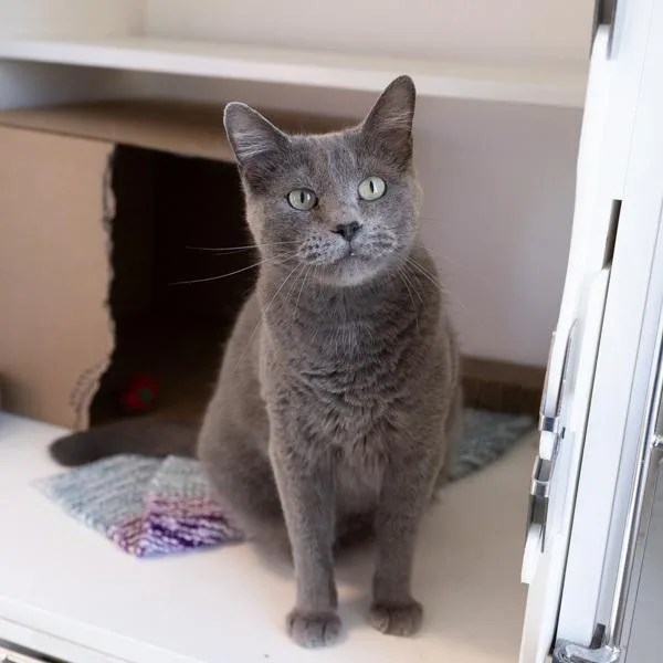 An adult small-sized male Domestic Short Hair cat named Gene for adoption in Des Moines, IA