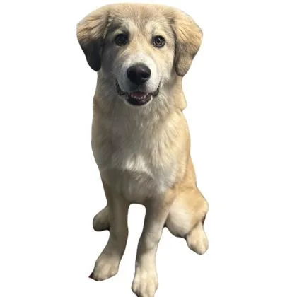 A young medium-sized male Great Pyrenees dog named Wiley for adoption in Red Bluff, CA
