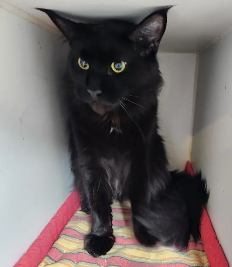 A young large-sized female Maine Coon cat named Opal for adoption in Walnutport, PA