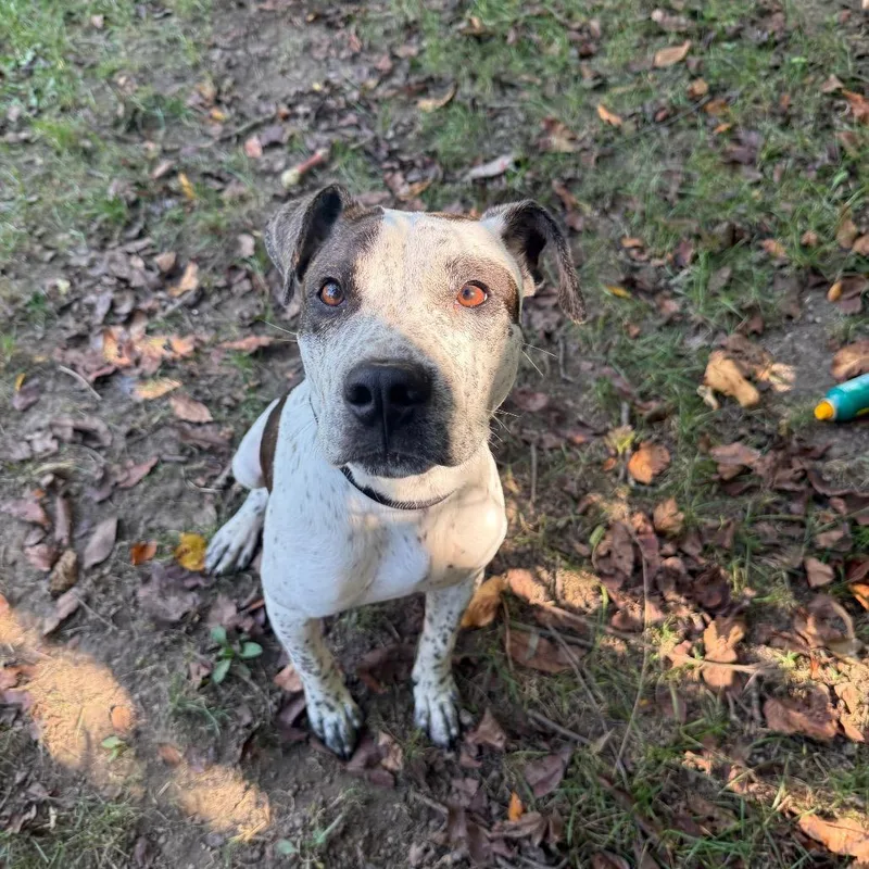 A young medium-sized male Brown / Chocolate Mixed Breed dog named Blackjack for adoption in Muncie, IN
