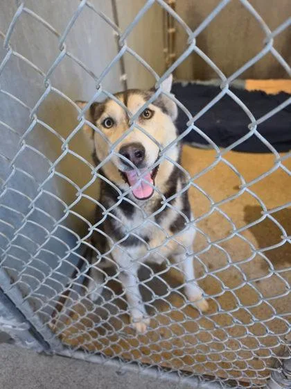 An adult large-sized female Siberian Husky dog named Rosa for adoption in Roseville, CA
