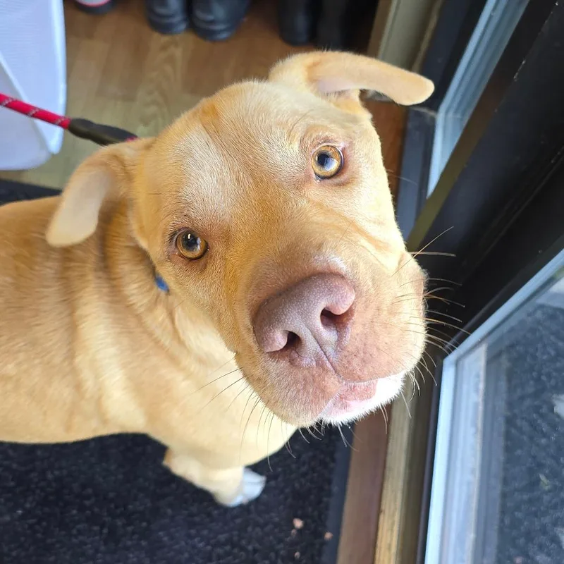 An adult medium-sized male Yellow / Tan / Blond / Fawn Shar-Pei dog named Hunter for adoption in Milan, IL